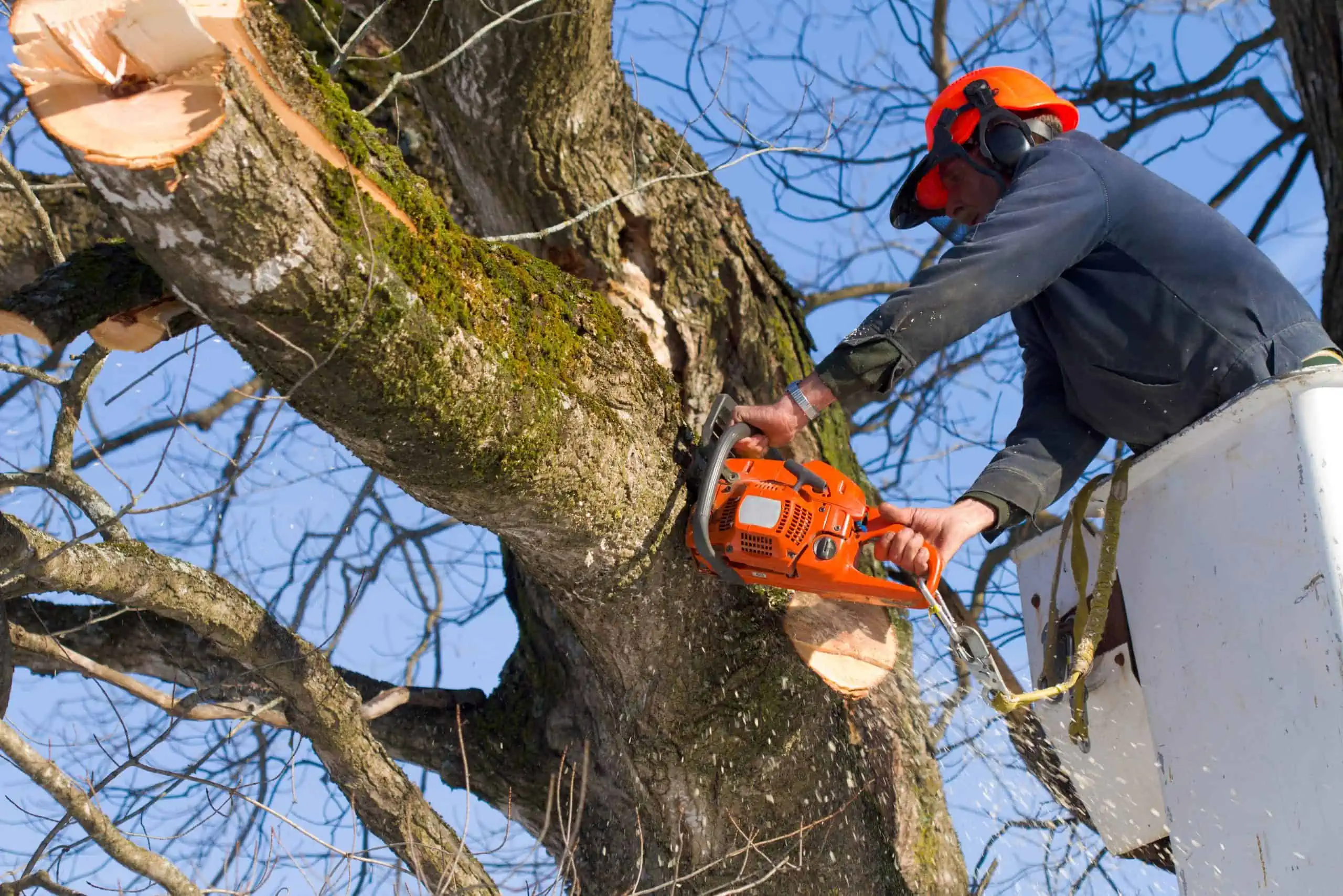 shutterstock 89598097 scaled - Berry's Tree Pros