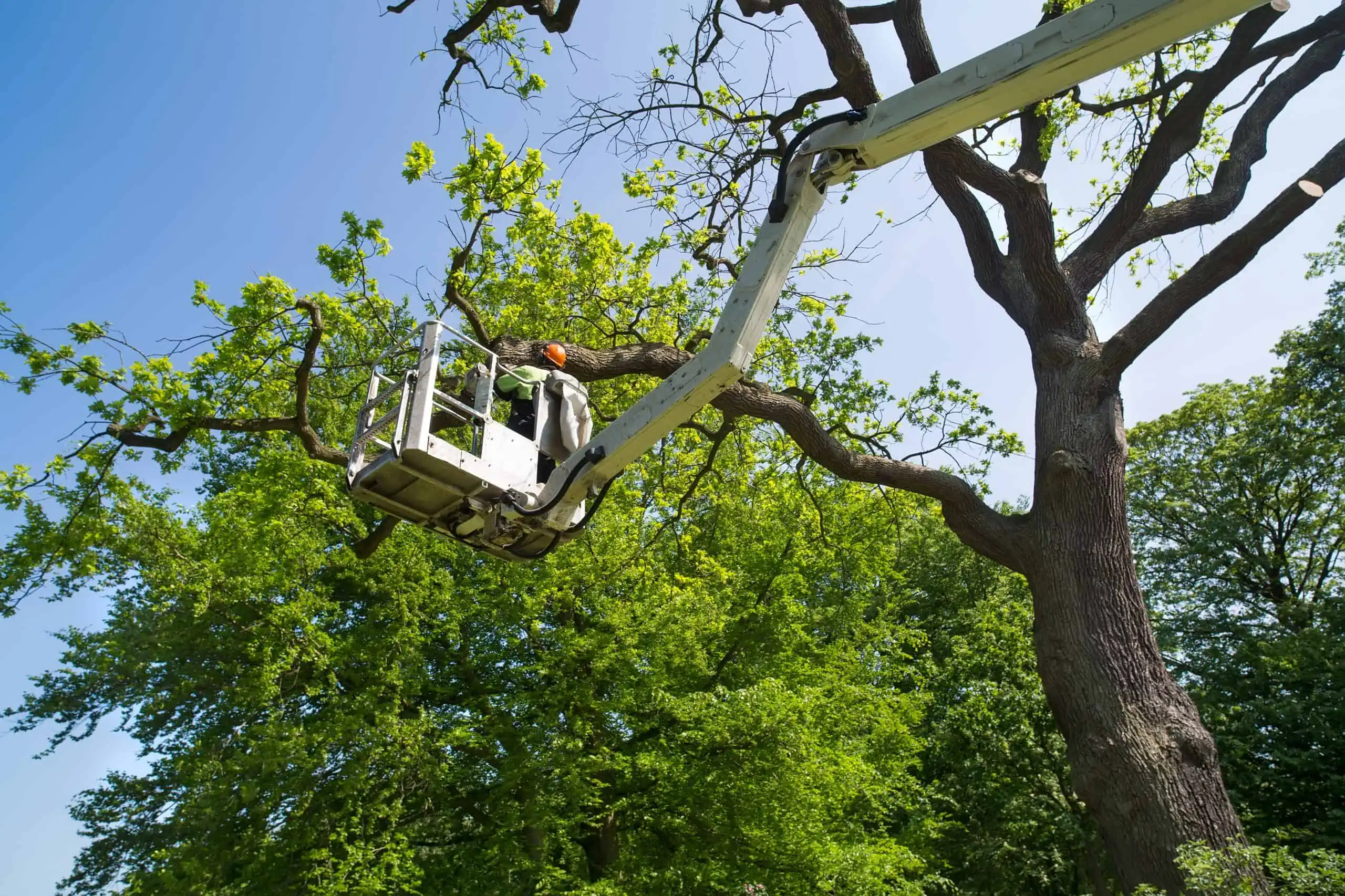 a person in a mechanical basket trimming a high tree branch with tree trimming tools